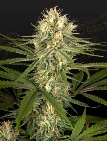 HAWAIIAN SNOW X AMNESIA X DOSIDOS STRAIN - SeedySide