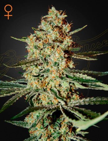 HIMALAYA GOLD: NEPALESE X NORTH INDIAN STRAIN - SeedySide