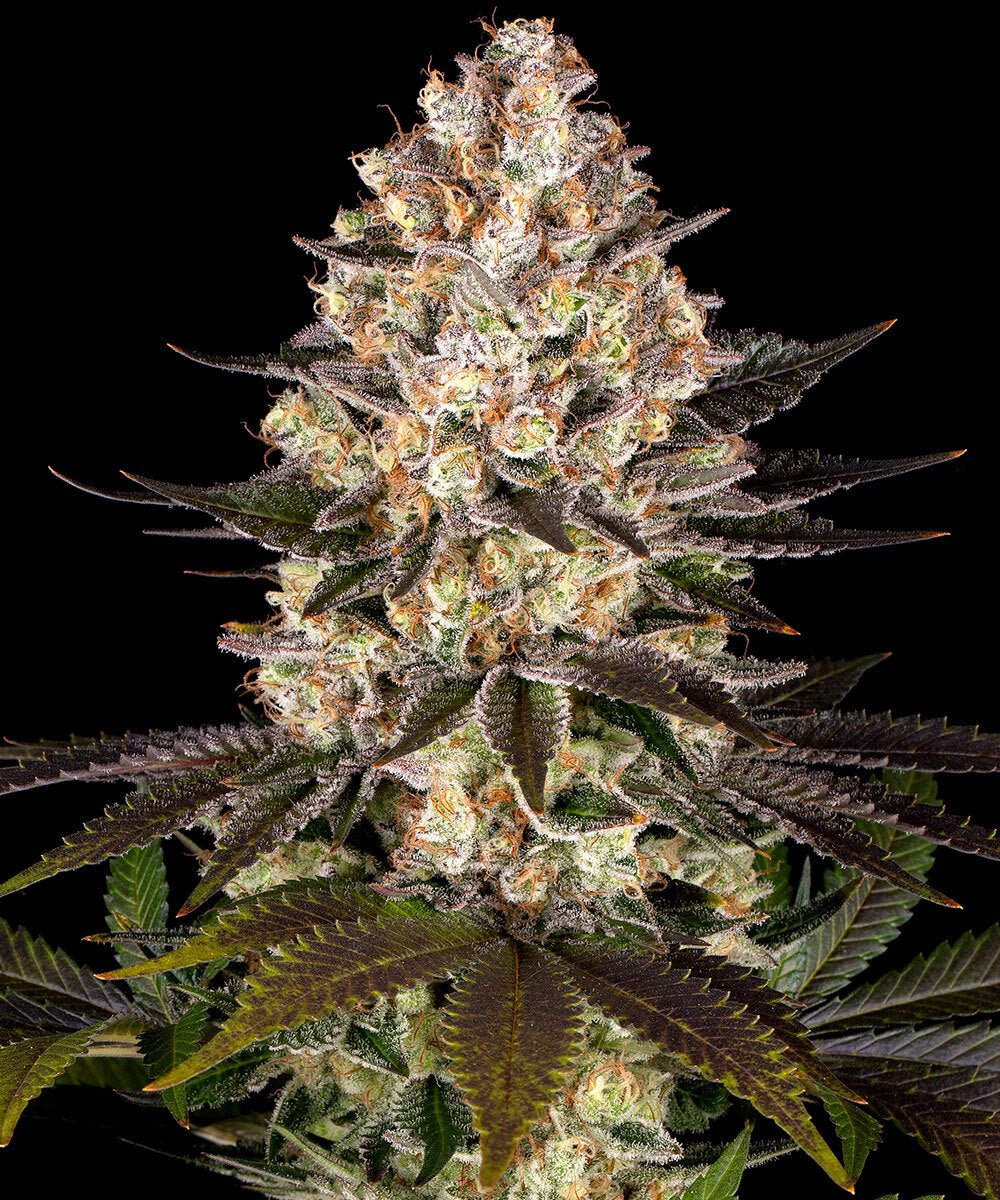 HINDU KUSH STRAIN - SeedySide