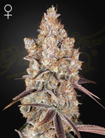 HOLY SNOW: HAWAIIAN SNOW X HOLY PUNCH STRAIN - SeedySide