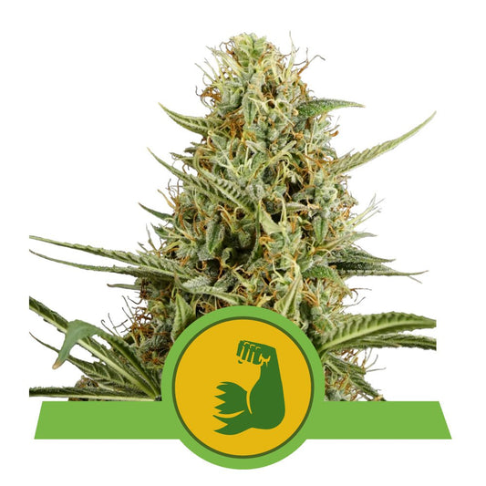 HULKBERRY AUTO STRAIN - SeedySide