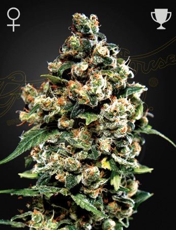 JACK HERER: HAZE X RED SKUNK STRAIN - SeedySide