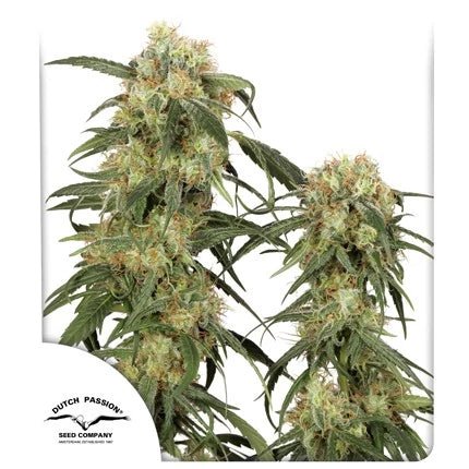 JORGE'S DIAMONDS STRAIN - SeedySide