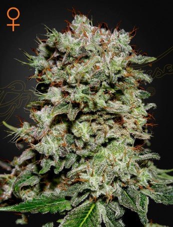 KALASHNIKOVA: AK - 47 X WHITE WIDOW STRAIN - SeedySide