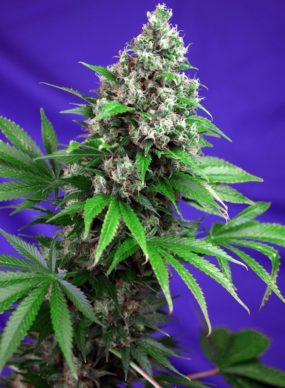 KILLER KUSH F1 FAST VERSION STRAIN - SeedySide