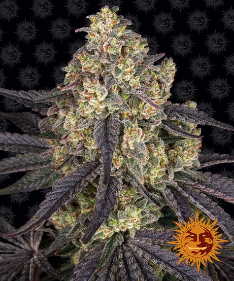 KUSH MINTZ STRAIN - SeedySide