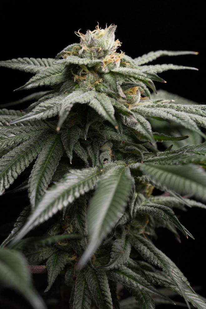L.A GELATO STRAIN - SeedySide