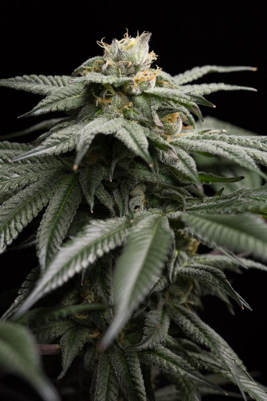 L.A GELATO STRAIN - SeedySide