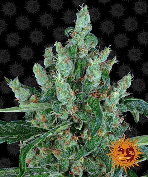 LAUGHING BUDDHA STRAIN - SeedySide
