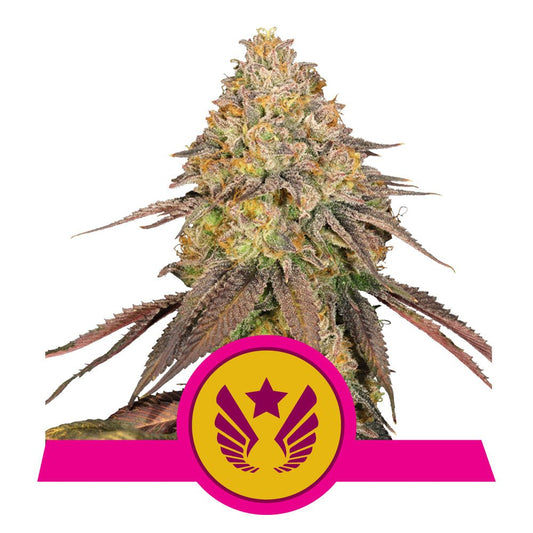 LEGENDARY OG PUNCH STRAIN - SeedySide