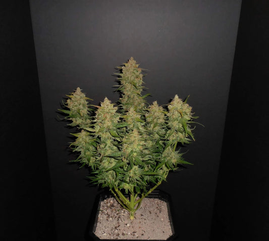 LEMON AK AUTO STRAIN - SeedySide