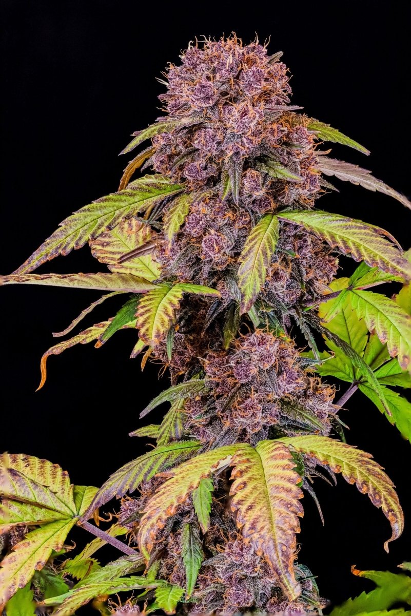 LEMON CHERRY COOKIES AUTO STRAIN - SeedySide