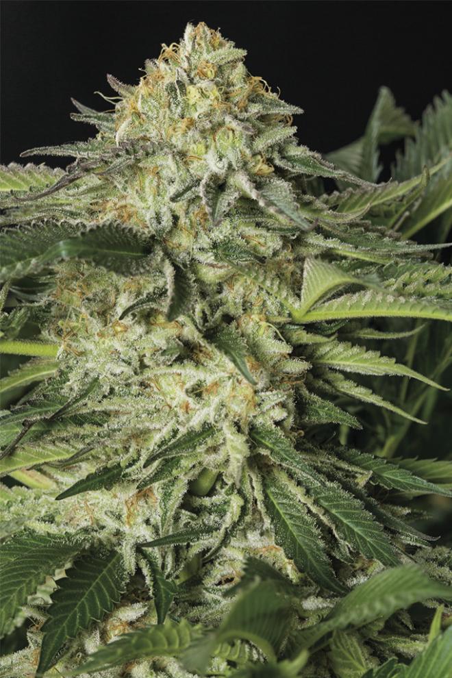 LEMON GARLIC OG STRAIN - SeedySide