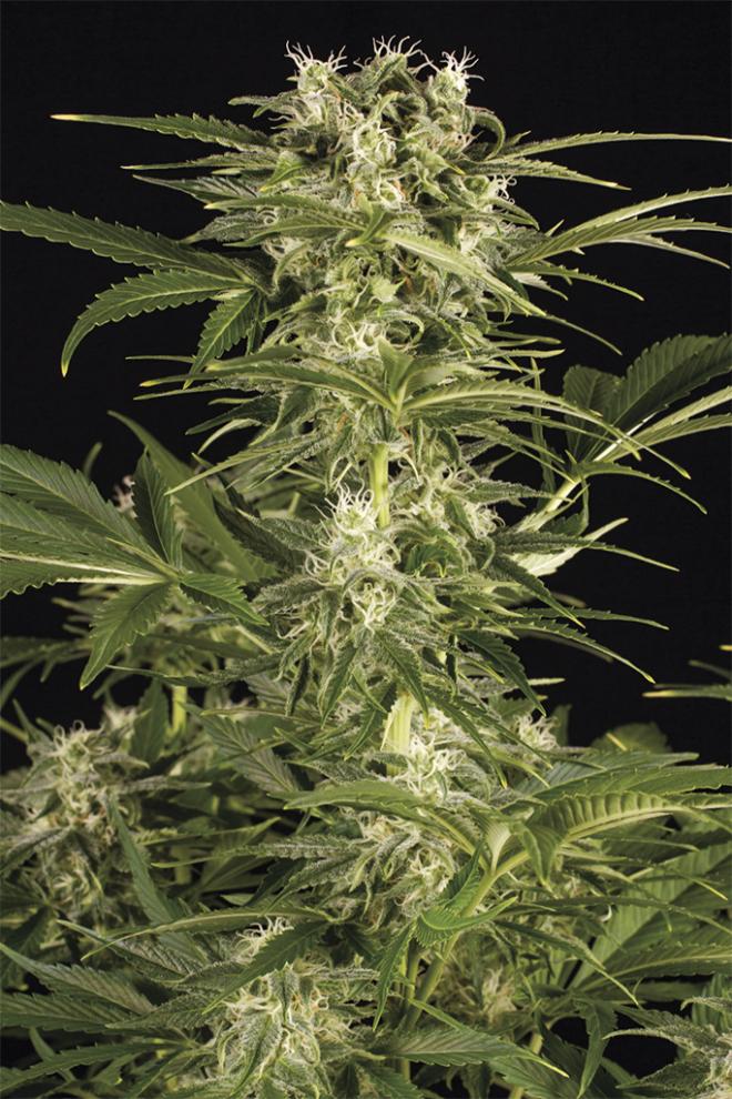 LEMON JUICE EXPRESS AUTO STRAIN - SeedySide