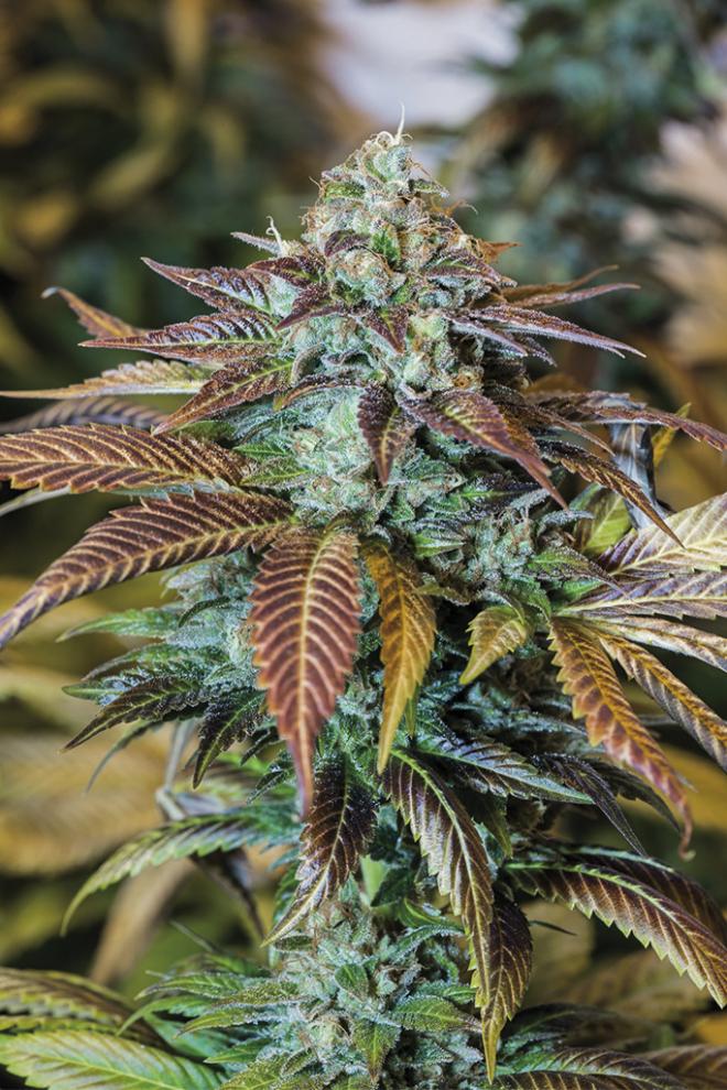 LEMON KUSH HEADBAND STRAIN - SeedySide