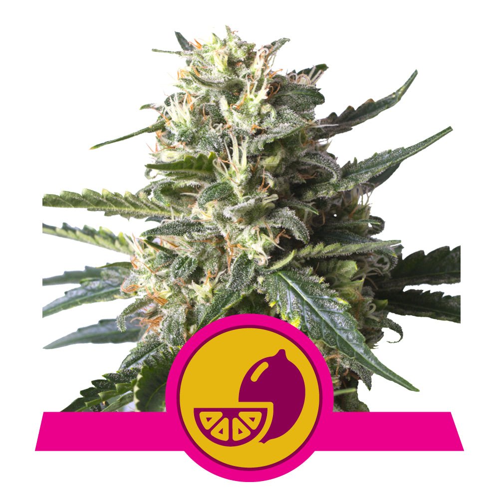 LEMON SHINING SILVER HAZE STRAIN - SeedySide