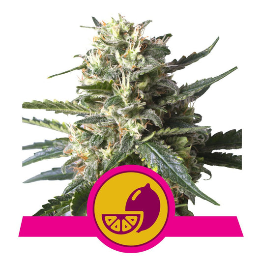 LEMON SHINING SILVER HAZE STRAIN - SeedySide