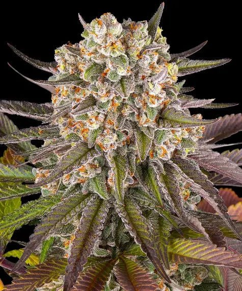 LIMONCELLO STRAIN - SeedySide
