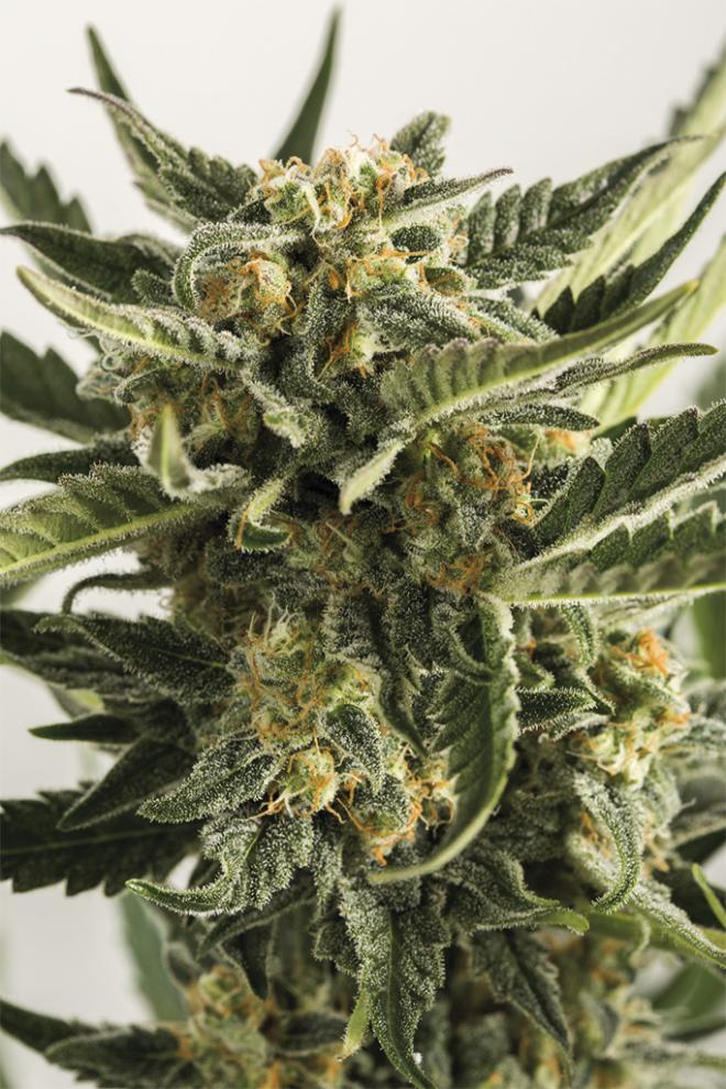 LOST COAST SKUNK AUTO STRAIN - SeedySide