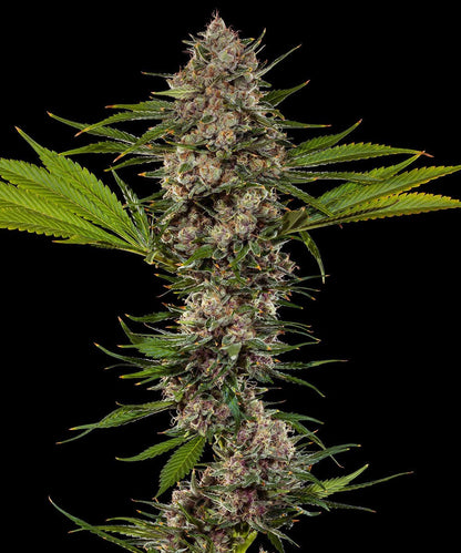 MAC 1 STRAIN - SeedySide