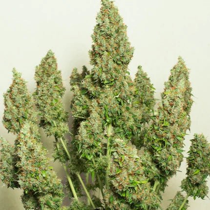 MAZAR AUTO STRAIN - SeedySide