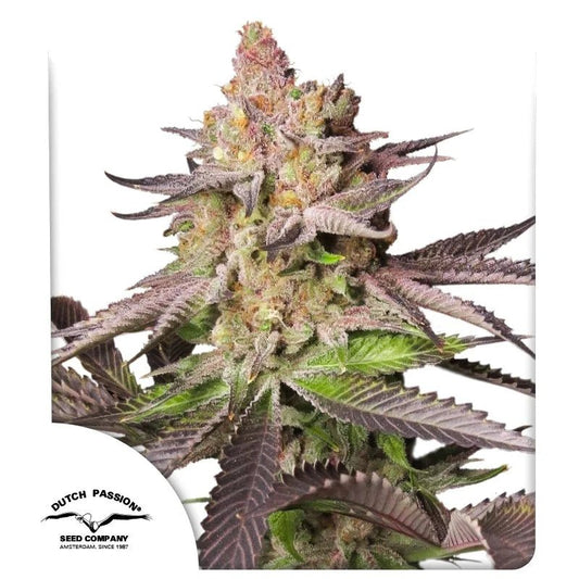 MELONADE RUNTZ AUTO STRAIN - SeedySide