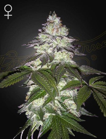 MILKY DREAMZ: MOTHER'S MILK X PERSIAN PIE STRAIN - SeedySide