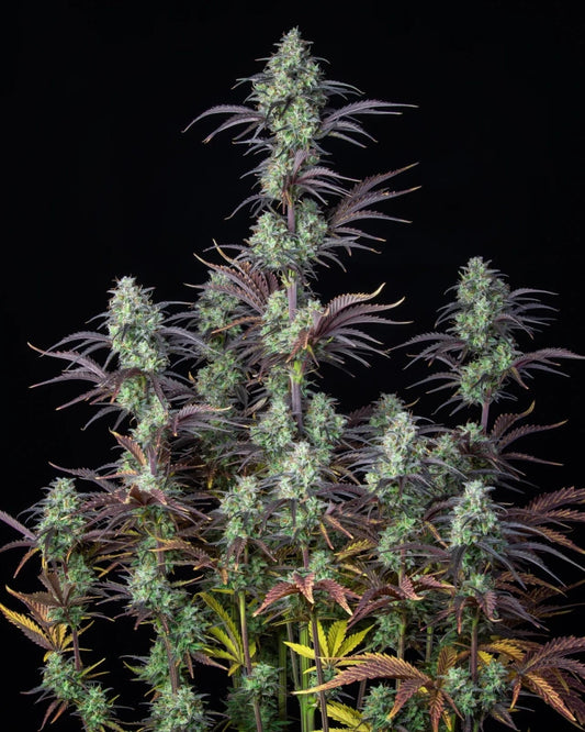 MIMOSA CAKE AUTO STRAIN - SeedySide