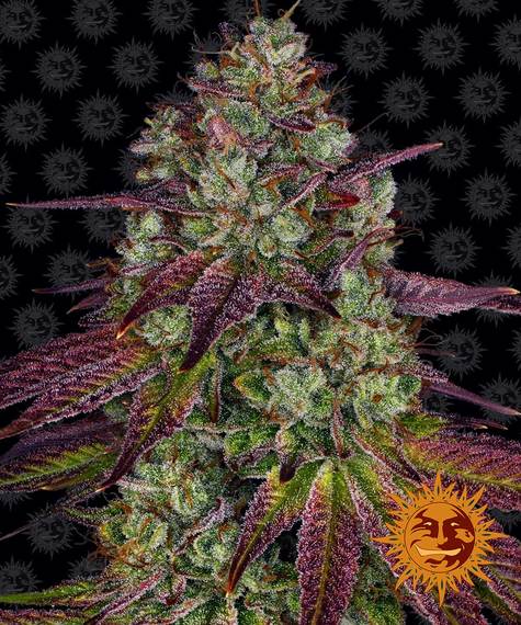 MIMOSA EVO STRAIN - SeedySide