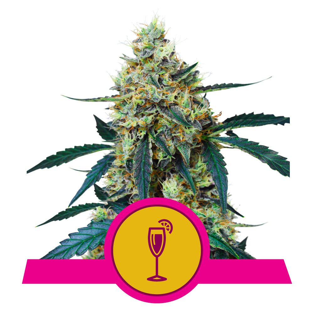 MIMOSA STRAIN - SeedySide