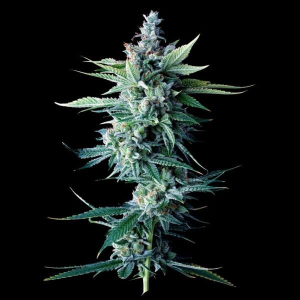 MISS DNA STRAIN - SeedySide