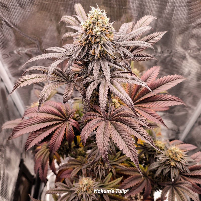MOKUMS TULIP STRAIN - SeedySide