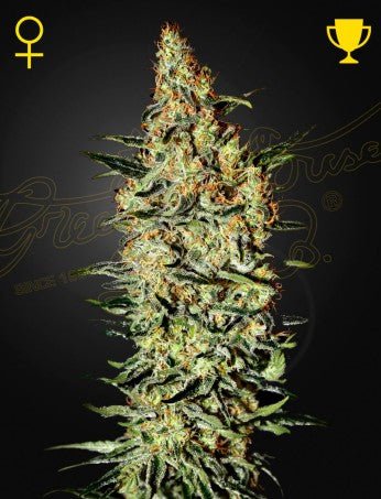 NEVILLE'S HAZE STRAIN - SeedySide