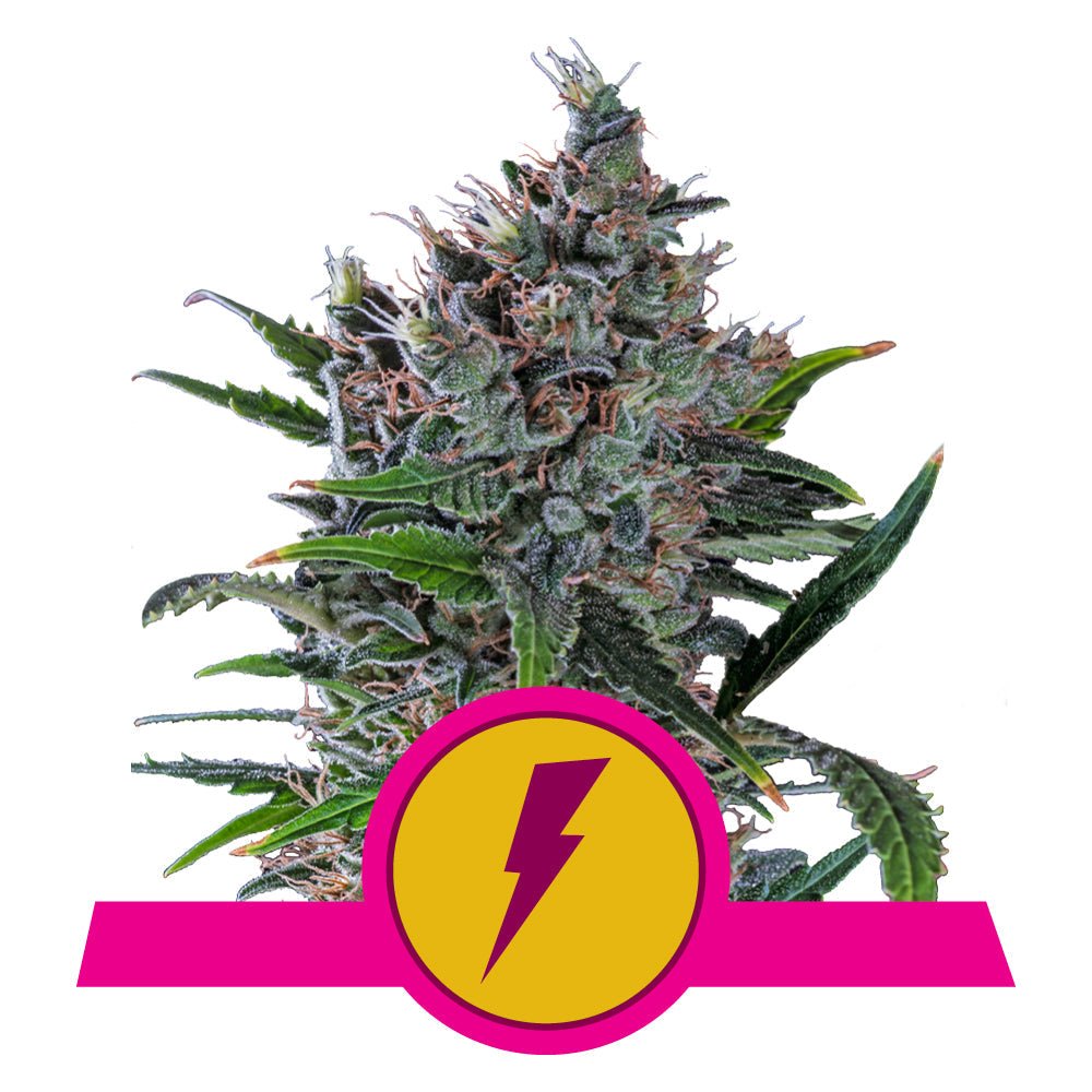 NORTH THUNDERFUCK STRAIN - SeedySide