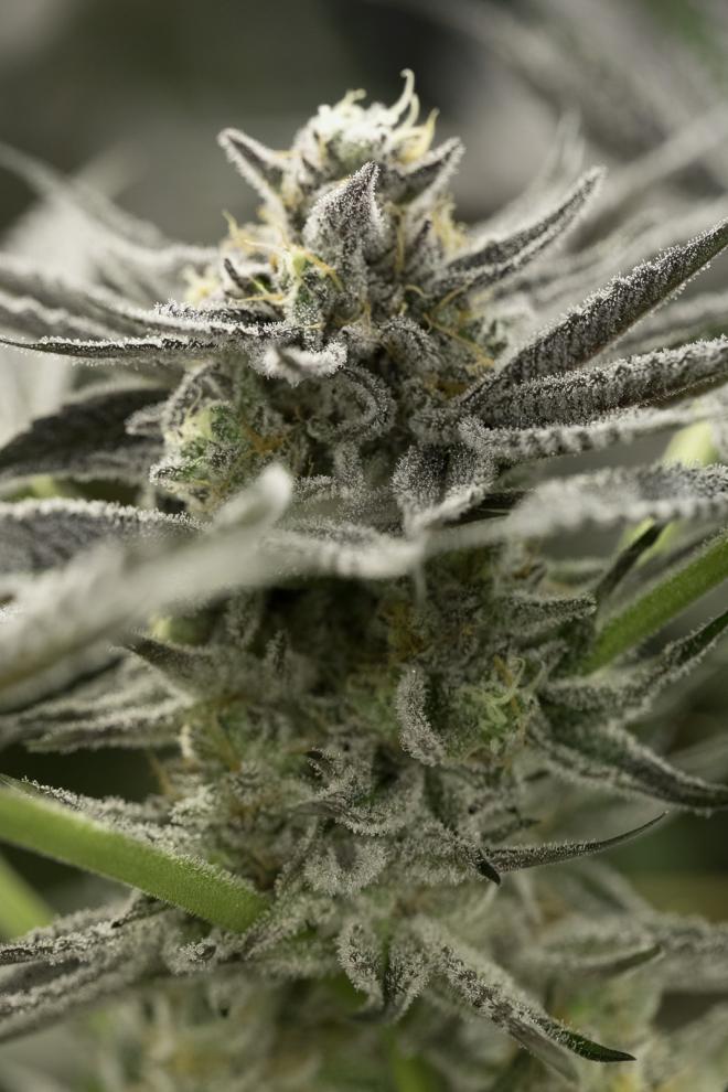 OGKZ FASTFLOWERING STRAIN - SeedySide
