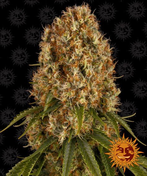 ORANGE SHERBERT STRAIN - SeedySide