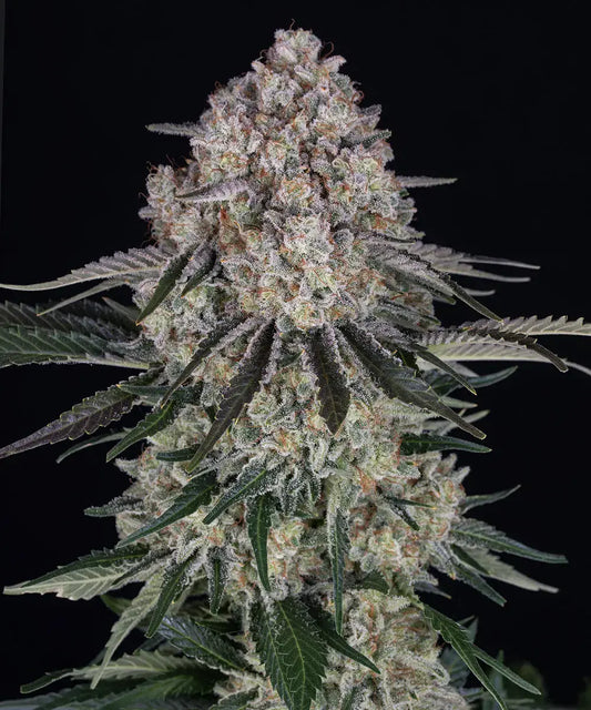 SOUR DIESEL AUTO STRAIN