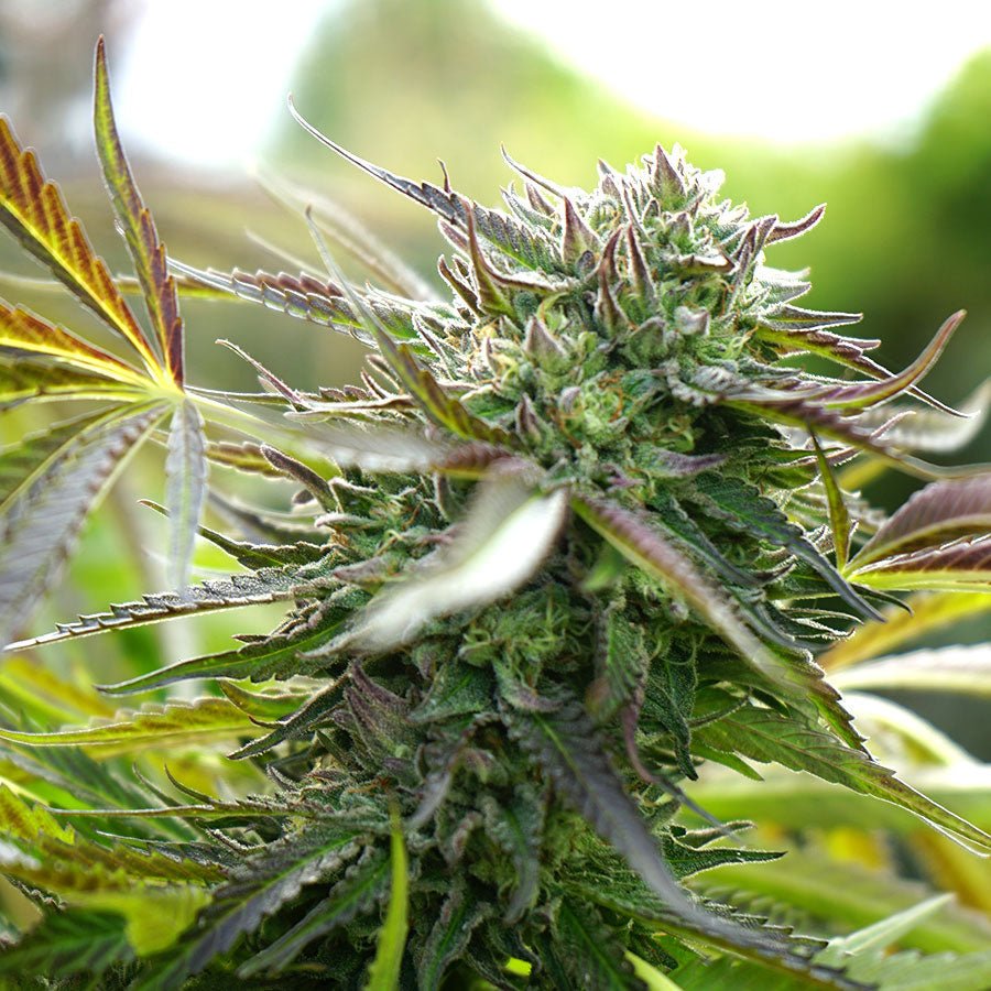 PINEAPPLE CHEM AUTO STRAIN - SeedySide