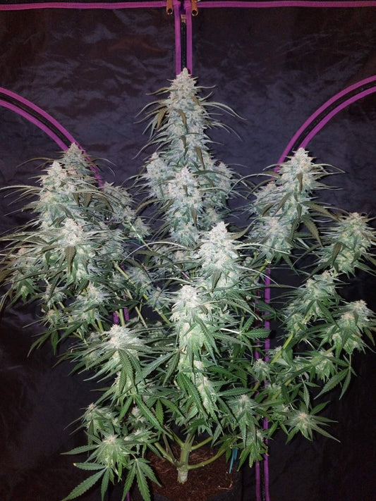 PINEAPPLE EXPRESS AUTO STRAIN - SeedySide