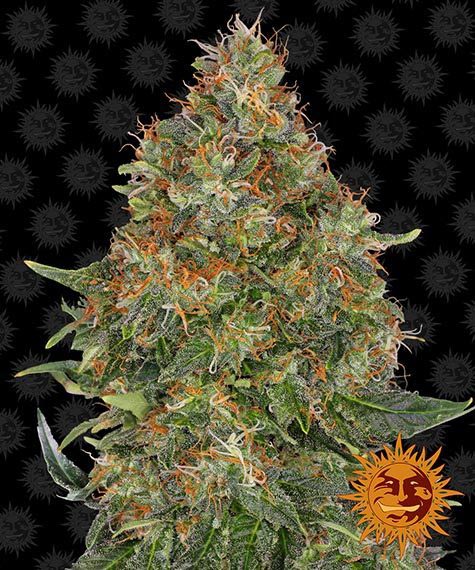 PINEAPPLE EXPRESS AUTO STRAIN - SeedySide