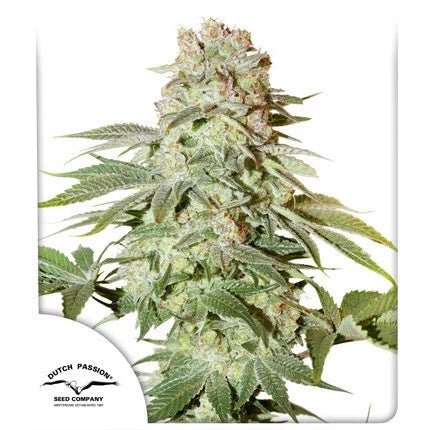 POWER PLANT AUTO STRAIN - SeedySide