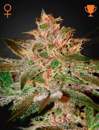 PURE KUSH STRAIN - SeedySide