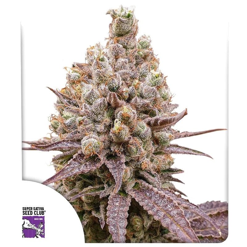 PURPLE OG PUNCH AUTO STRAIN - SeedySide