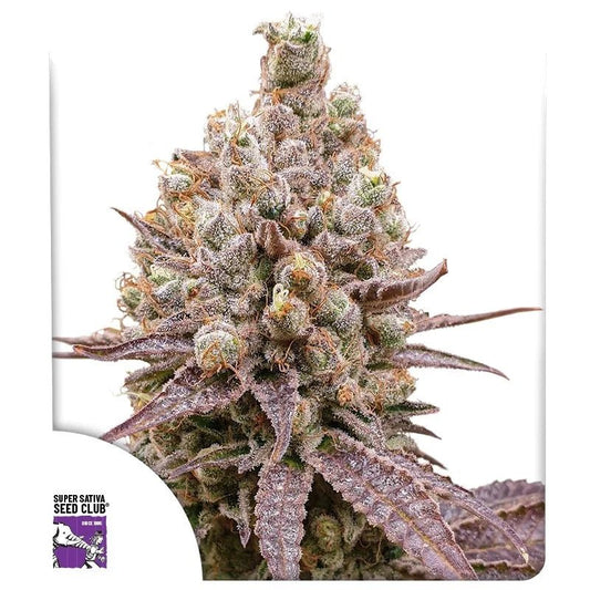PURPLE OG PUNCH AUTO STRAIN - SeedySide