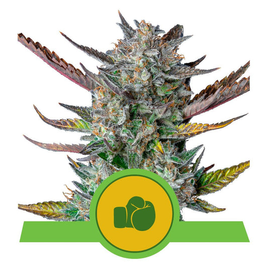 PURPLE PUNCH AUTO STRAIN - SeedySide