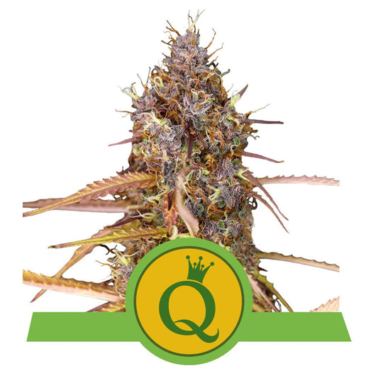 PURPLE QUEEN AUTO STRAIN - SeedySide