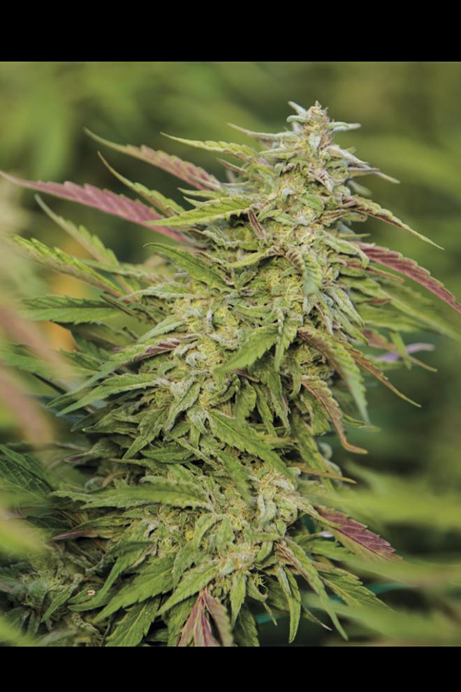 PURPLE TRAINWRECK STRAIN - SeedySide
