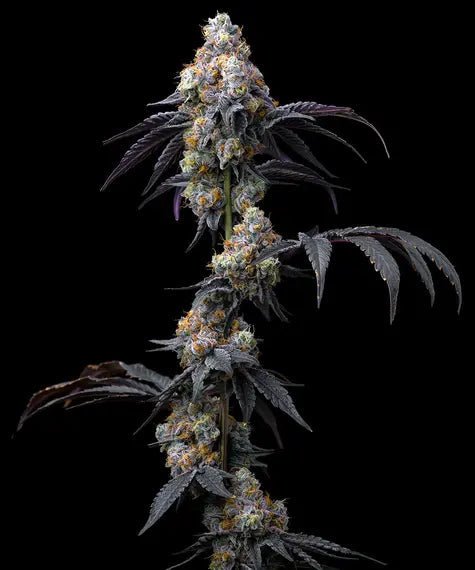 RAINBOW SHERBET STRAIN - SeedySide
