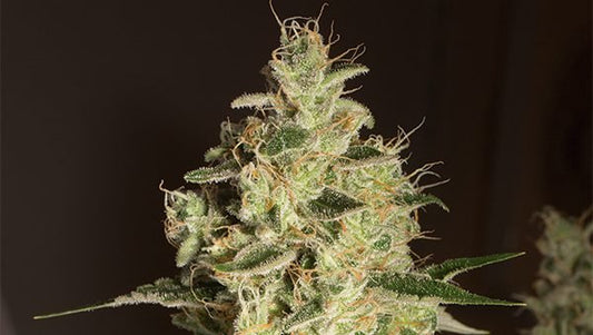 RASPBERRY DIESEL STRAIN - SeedySide