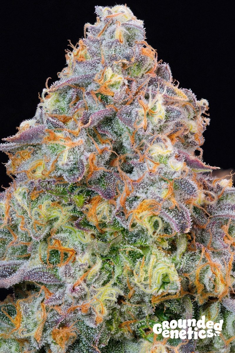 RED OPAL STRAIN - SeedySide